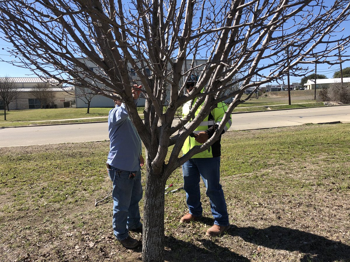 PowerPoint Pruning presentation followed by outdoor demo with the 2020 Texas Arbor Day City Harker Heights. Bradford pears provide ample opportunity for pruning.