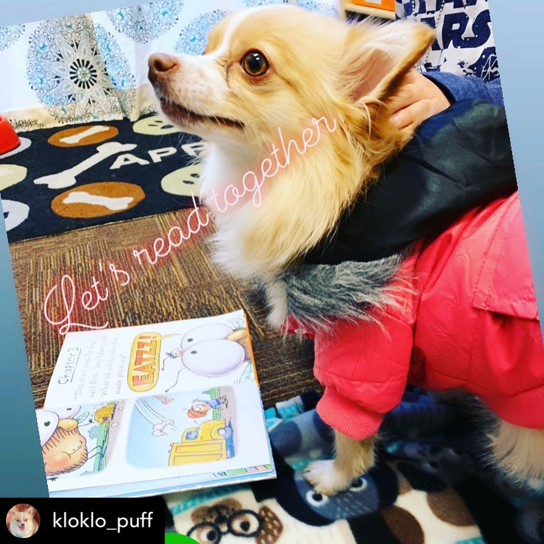 hendersonlibs's tweet photo. How adorable is this sweet pup? 🐶📚💙💛 Khloe is one of our #ReadingWithRover #therapydogs who listens to reluctant young #readers practice their reading skills in a fun and non-judgmental environment.
#hendersonlibraries #kloklopuff https://t.co/zXTCHkRrLO