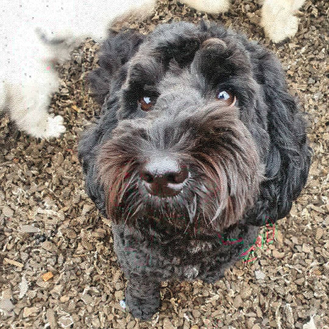 RosieDogDaycare's tweet photo. Shake your tails it's Friday 🐾💖🐕

#rosiesplace #dogdaycare #dogwalking #petservices #gosforth #newcastle #dogs #newcastledogs #happydogs #happyfriday #itstheweekend #yappyfriday #dogsoftheday #doggofriday #itsadogslife #allyouneedisloveandadog https://t.co/eATI4SGIAR