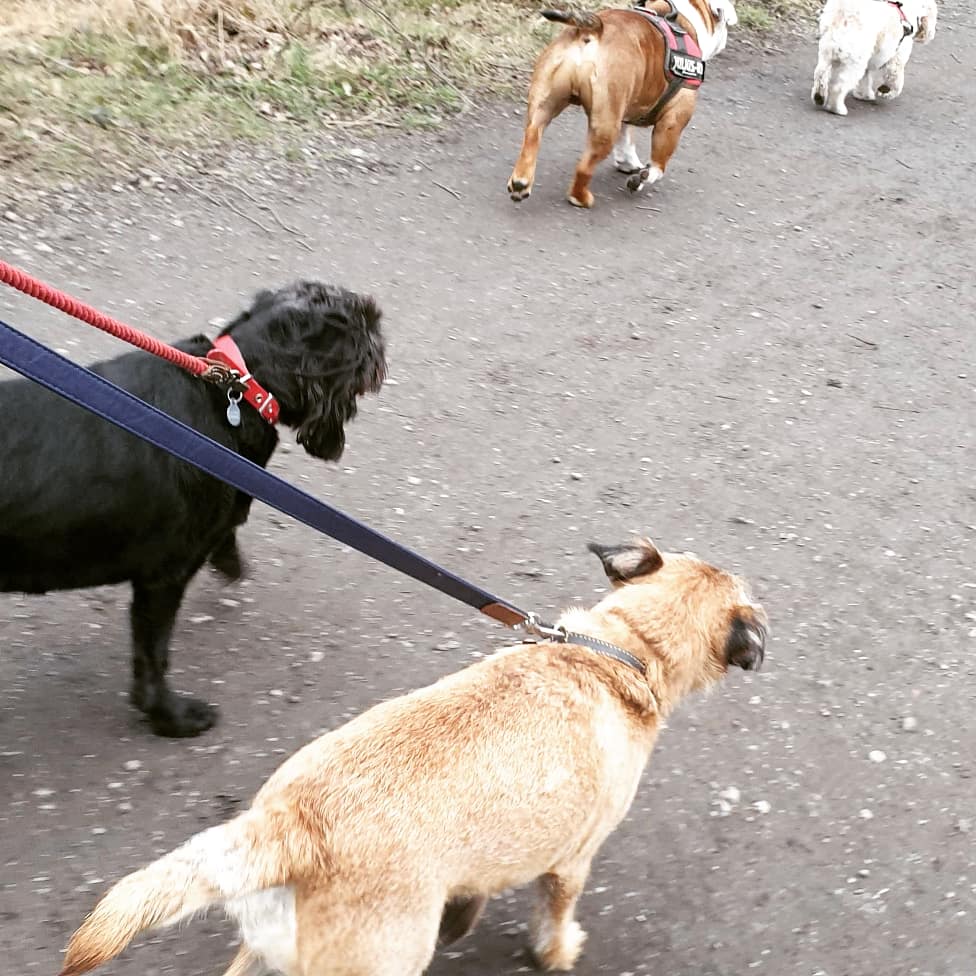 RosieDogDaycare's tweet photo. Shake your tails it's Friday 🐾💖🐕

#rosiesplace #dogdaycare #dogwalking #petservices #gosforth #newcastle #dogs #newcastledogs #happydogs #happyfriday #itstheweekend #yappyfriday #dogsoftheday #doggofriday #itsadogslife #allyouneedisloveandadog https://t.co/eATI4SGIAR