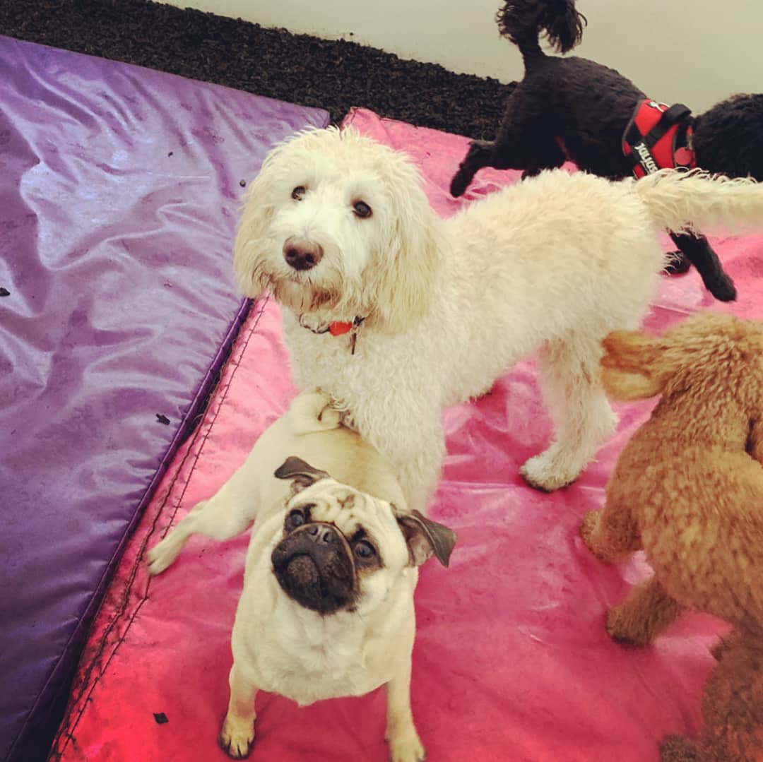 RosieDogDaycare's tweet photo. Shake your tails it's Friday 🐾💖🐕

#rosiesplace #dogdaycare #dogwalking #petservices #gosforth #newcastle #dogs #newcastledogs #happydogs #happyfriday #itstheweekend #yappyfriday #dogsoftheday #doggofriday #itsadogslife #allyouneedisloveandadog https://t.co/eATI4SGIAR