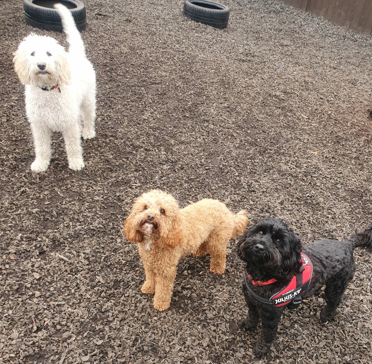 RosieDogDaycare's tweet photo. Shake your tails it's Friday 🐾💖🐕

#rosiesplace #dogdaycare #dogwalking #petservices #gosforth #newcastle #dogs #newcastledogs #happydogs #happyfriday #itstheweekend #yappyfriday #dogsoftheday #doggofriday #itsadogslife #allyouneedisloveandadog https://t.co/eATI4SGIAR