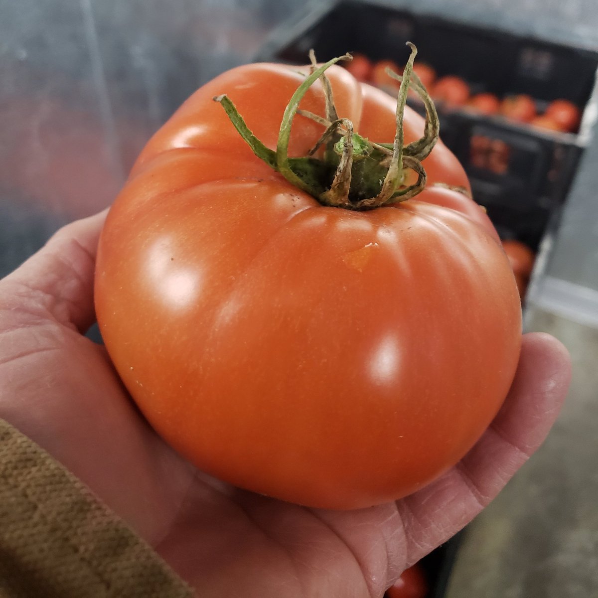 cedarspringOKC's tweet photo. We are picking and delivering some big healthy beef steaks tomatoes today.  
@redroosterok 
@urbanagrarian
@maryeddysokc #cedarspringfarms  #tomatoes  #localfood #locallygrown #okcpublicmarket #osuokcfarmersmarket #farmtotable #FarmLife #farmfresh #pesticidefree https://t.co/MkMJWAVNNA