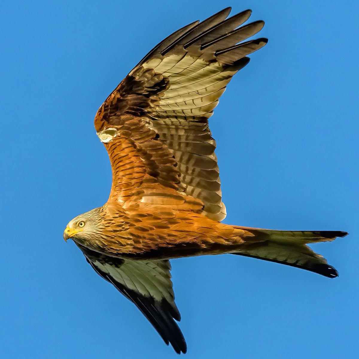 I am incredible lucky that most of the Red Kite photos you see are taken from the comfort of my back garden 📷 

#earthcapture #winterwatch #BBCWildlifePOTD <a href="/BBCEarth/">BBC Earth</a> <a href="/BBCSpringwatch/">BBC Springwatch</a> <a href="/WildlifeTrusts/">The Wildlife Trusts</a> <a href="/wildlifebcn/">The Wildlife Trust for Beds, Cambs & Northants</a> <a href="/Natures_Voice/">RSPB</a> <a href="/RSPBEngland/">RSPB England</a> 

instagram.com/p/B9Hqharg-lH/