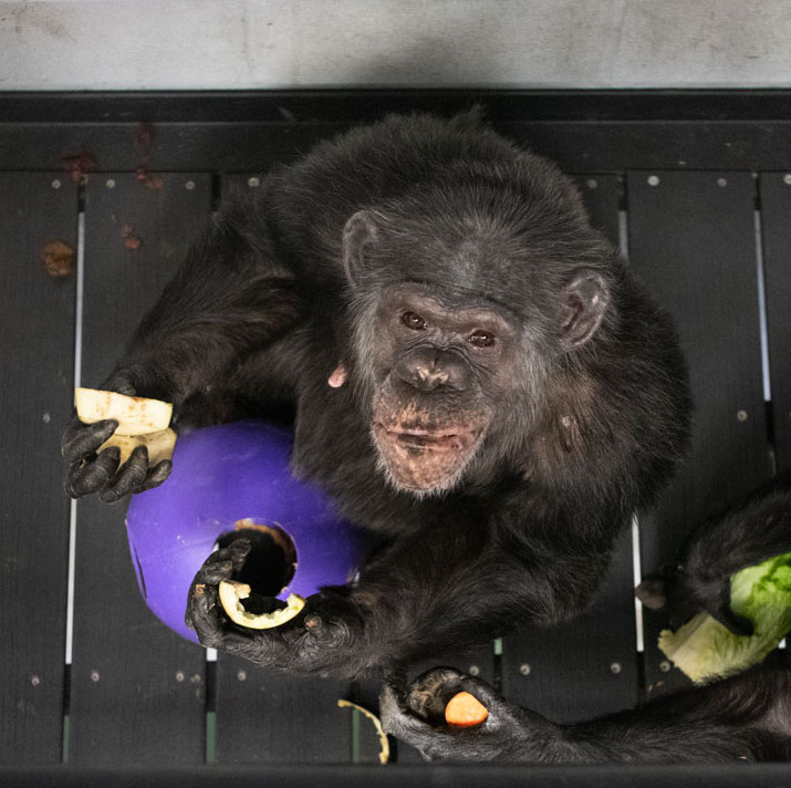 projectchimps's tweet photo. The new purple balls are a HUGE hit! #LBChimp kept hers close as she ate some tasty eggplant for lunch. Thank you go everyone who sent grape juice, purple balls, nuts and other items for the chimps! Our caregivers are so grateful for the donations and your supportive messages. π https://t.co/IMAXA1LcVU