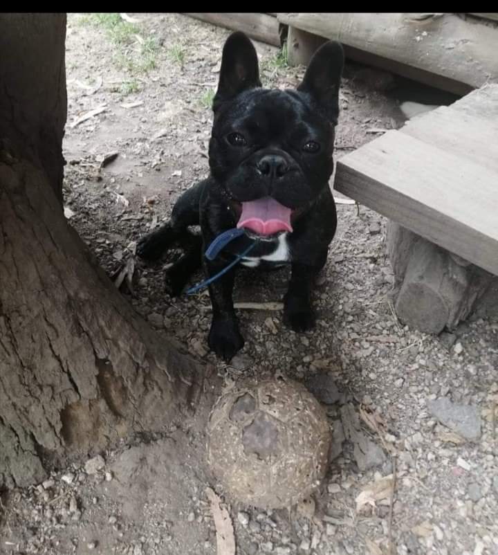 Ceci01_JS's tweet photo. SE ESCAPÓ POLO en la zona de Neptunia,Canelones,Uruguay, lo vieron por salinas norte es un bulldog francés cachorron muy manso
Por favor difundan
Si lo ven retenganlo y comuninquense 098 494 245 FERNANDA ES SU DUEÑA.
@diegodelacurva @LuisCarballo4 @Sofiarayl @Flor_uy https://t.co/lF9Wf9vi5w