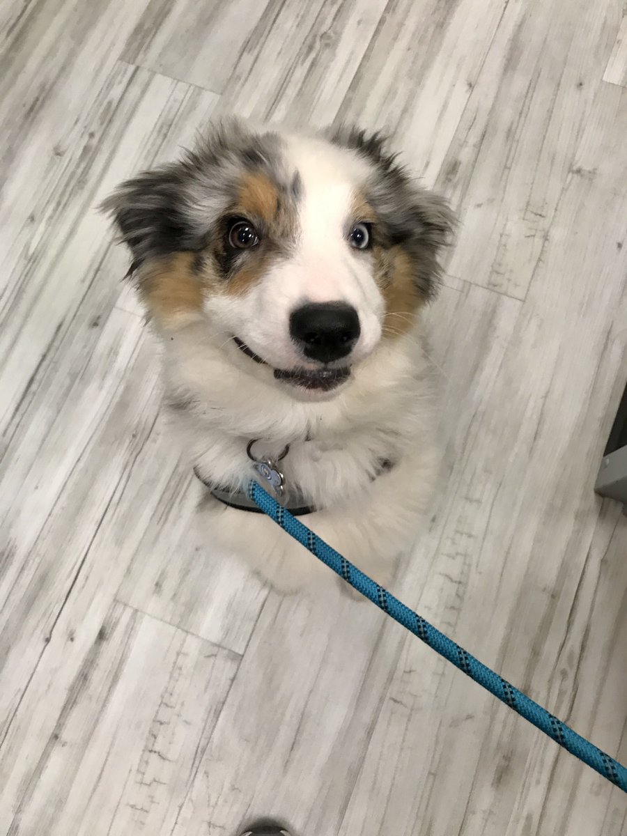 Stonebrookpet's tweet photo. Here's a HAPPY boy to get you ready for the weekend! #TGIF #Smile #fluffybuttfriday https://t.co/xjdMEU1lQg