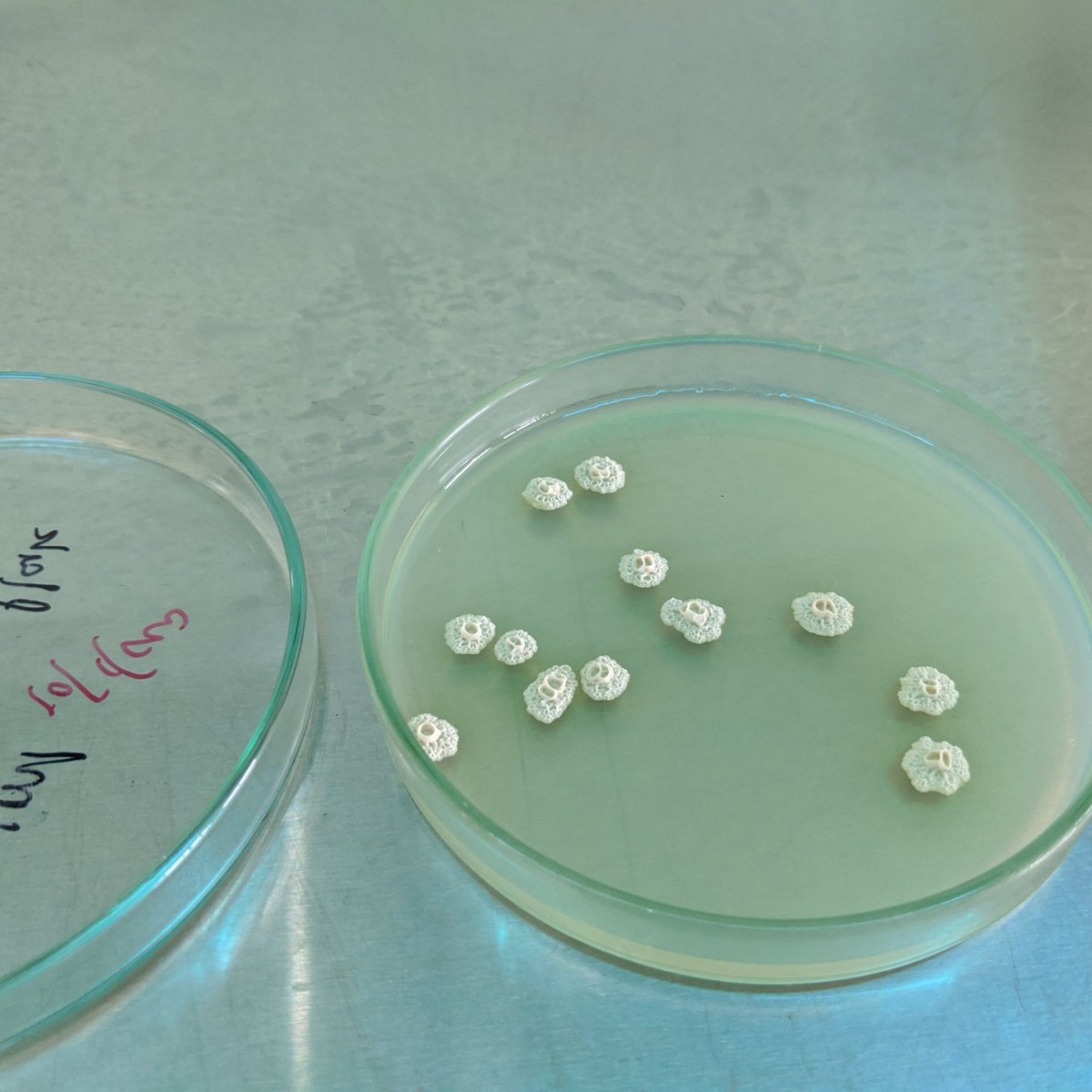 Contamination Club On Twitter These Contaminants On Ronakb S Lb Agar Plate Look Like Pig Snouts Anyone Know What They Are Https T Co Yqrdldepbx Twitter