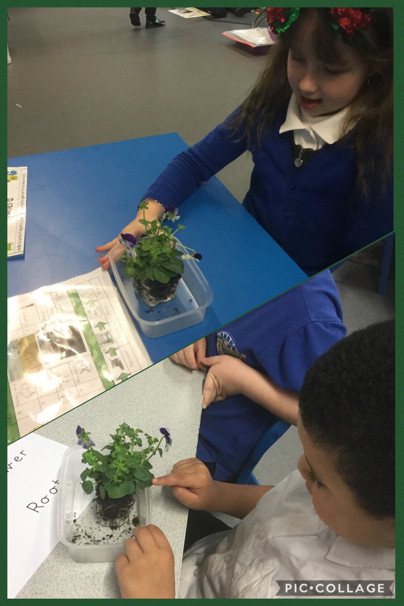 Year 1 had a great time learning the names of the parts of a plant. We also enjoyed creating an observational drawing from a real plant which we labelled ourselves! 🌱 🌷 🍃<a href="/satrust_/">Spencer Academies Trust</a> #loveoflearning #primaryscience #PLACEtosucceed