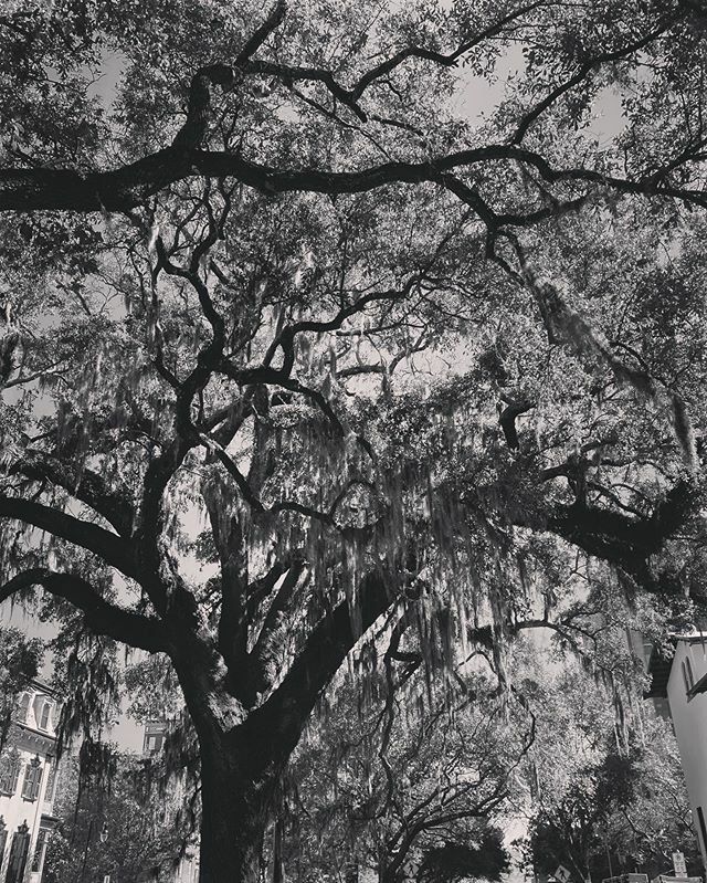 lesliemckerchie's tweet photo. I may like the most random things, but this is so beautiful to me. #blackandwhite #mindinthetrees #savannahgeorgia #spanishmoss #travel #explore https://t.co/KIXed5SC6M https://t.co/zDbdlW6zJN