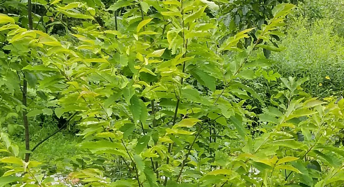 NAFCMC1's tweet photo. "If approved this GE tree could spread uncontrollably. This is completely unprecedented. No GMO plant has ever been released into wild w the intention of contaminatg wild relatives" @heartwood_org @INforests @MAForestRescue @biofuelwatch @KidsRightTKnow   https://t.co/pueoEuNWWe https://t.co/bNhak420Ws