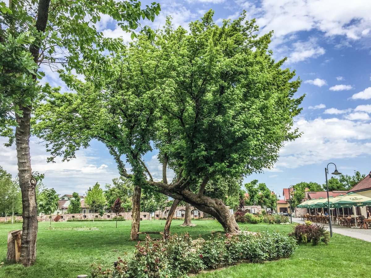 In the park 🌿🌳
#inthepark #parkview #visualoflife #greenish #walkinginpark #greennature #bluesky #peaceful #relaxing #greentrees #parks #lovephotography #beautifulnature