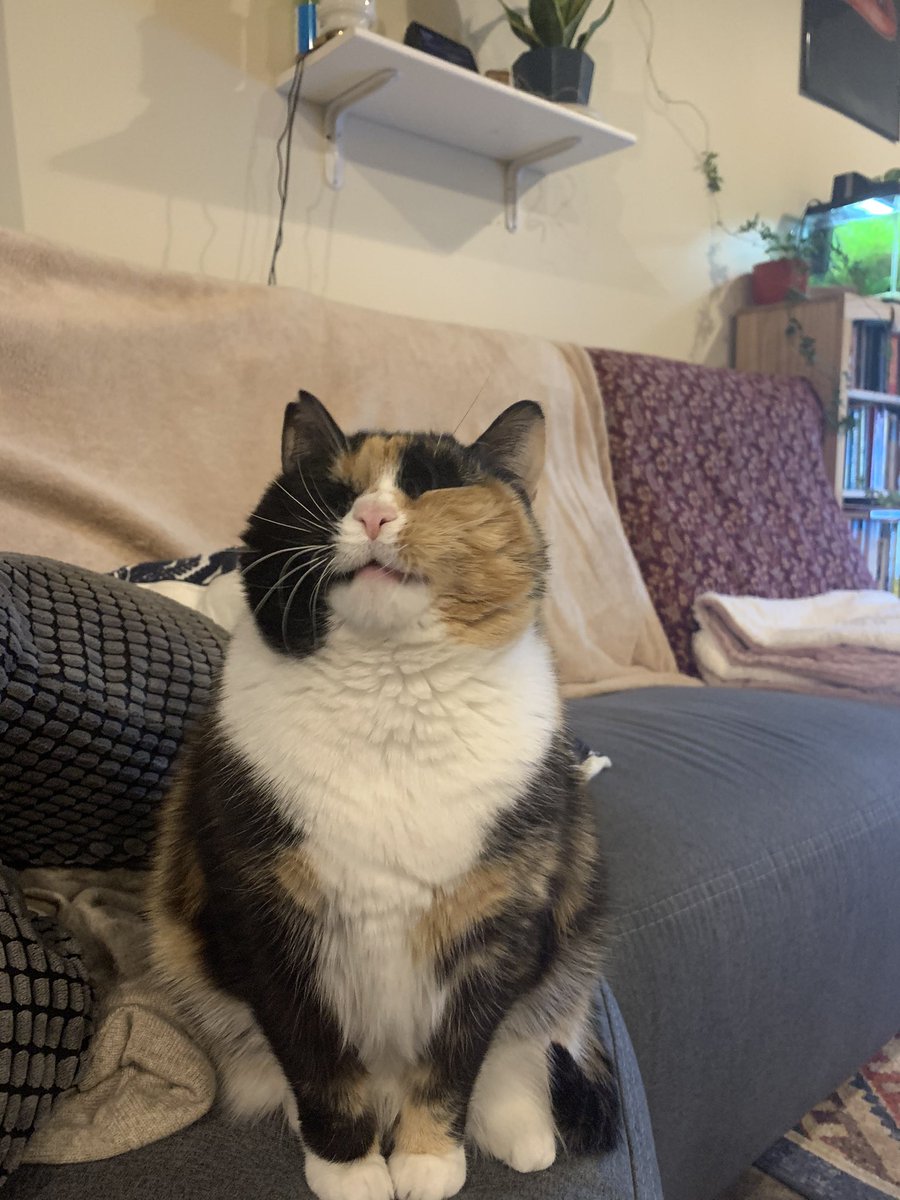 Mom is home AGAIN today! We’re experiencing the rare double snow day! We’ve lost power a few times but my brother (fish) is still ok 👌 #lanakanecat #calicocutie #all_this_sass #happycat #snowday #poweroutage #blizzard #cozzy #smilingcat @CalicoCrew1 #CalicoCrew #CatsOfTwitter