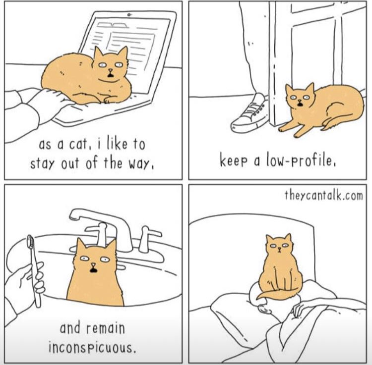 #CatsOfTwitter #govegan