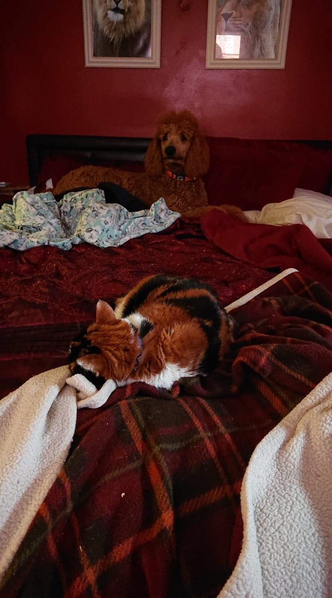 missportiakitty's tweet photo. The primary slaves are away for a week - I have the grandparent and sister slaves meeting my whims and best of all the poodle has gone to stay with a poodle mate for the week!  See how he behaves with their cats!!! Doesn’t do that with me - but I am happy https://t.co/60L52NciTM