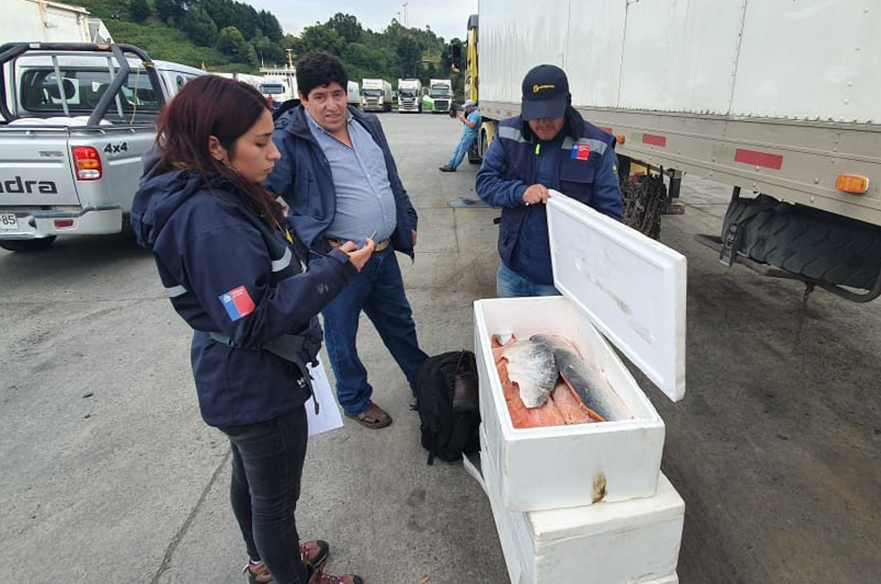 DGTM_Chile's tweet photo. Personal de la #Capuerto de #PuertoMontt, en operativo de fiscalización conjunto con @sernapesca, abordo del transbordador "Agios", permitió incautar 80 kilos de salmón que era transportado ilegalmente dentro de un vehículo particular.
#AutoridadMarítima
@Armada_Chile https://t.co/5mpBo3Xtob