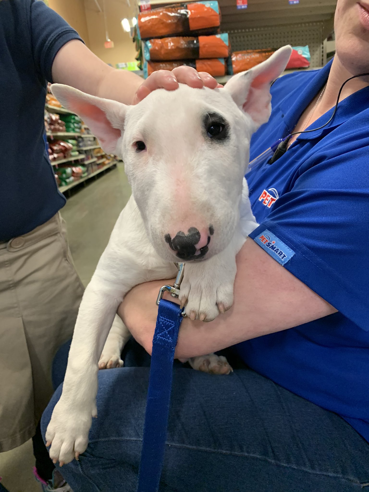 Rufus bull terrier sales