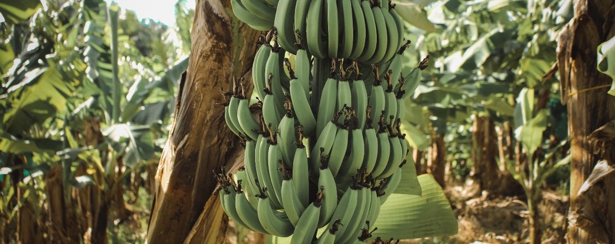 Can agroforestry save the amazon? 🤔 Find out in our latest insight! #AmazonRainForest #Agroforestry #SOKTI

➡️ sokti.com/post/can-agrof…