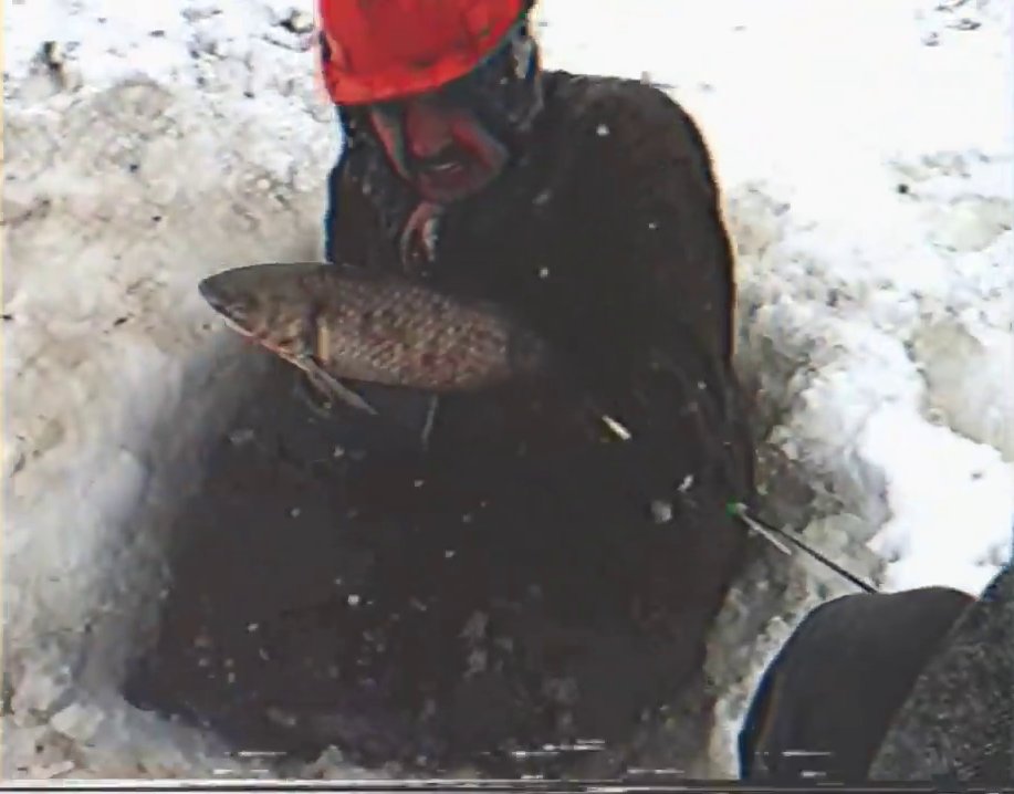 podbolotnik's tweet image. Держи осетрину