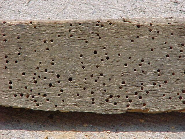 StructSurvey's tweet image. Wondering what these marks are? They're damage caused by Powderpost Beetles🐞 ... terminix.com/blog/home-gard…