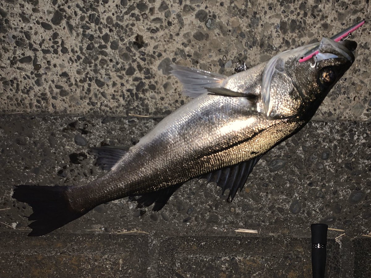 小沼正弥 Onuma Masaya 俺の職業シーバスプロ ルアーテストの後 トゥ ルミ川へバチ抜け調査に行ってきました 金曜日だけにたくさんのアングラーと遭遇 状況は悪かったですが ノガレ1f で３本釣ることができました 小沼正弥 オヌマン