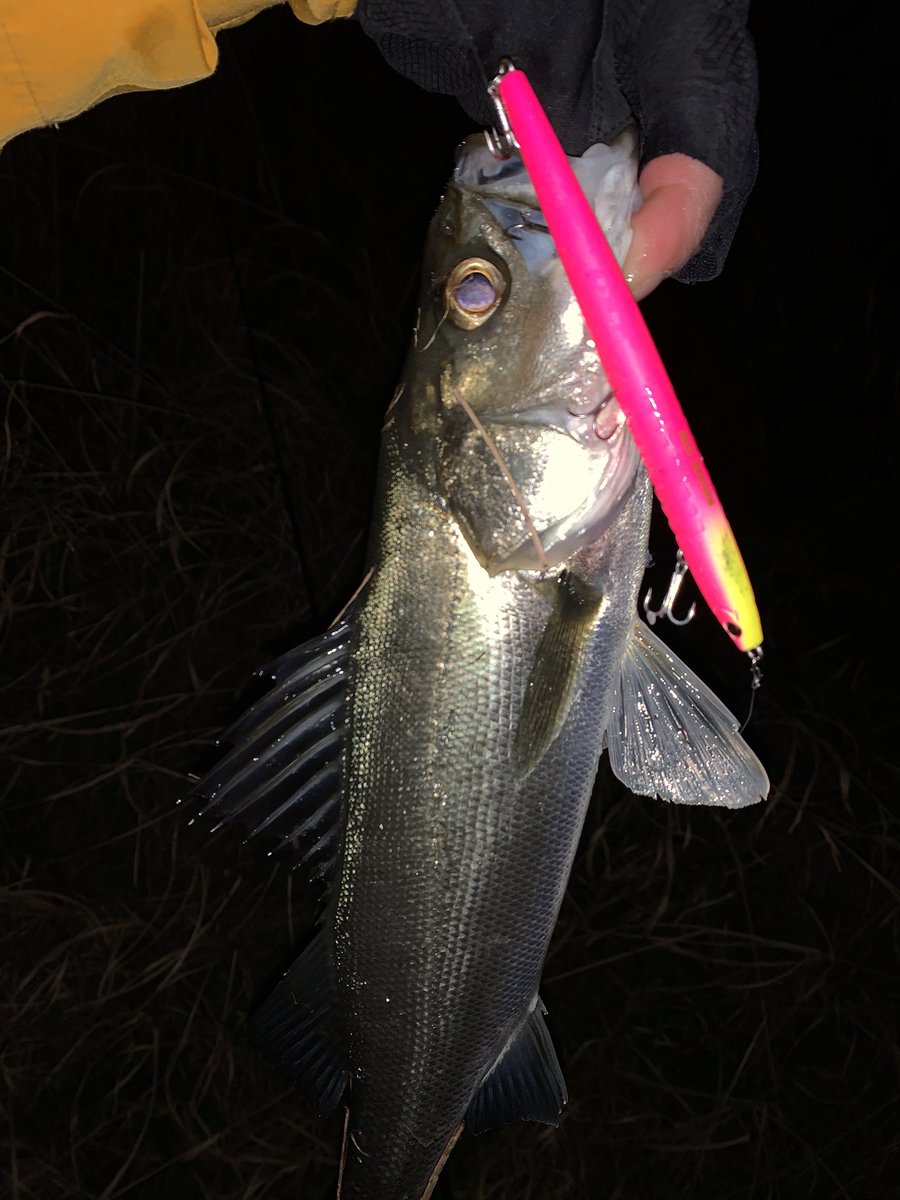 小沼正弥 Onuma Masaya 俺の職業シーバスプロ ルアーテストの後 トゥ ルミ川へバチ抜け調査に行ってきました 金曜日だけにたくさんのアングラーと遭遇 状況は悪かったですが ノガレ1f で３本釣ることができました 小沼正弥 オヌマン