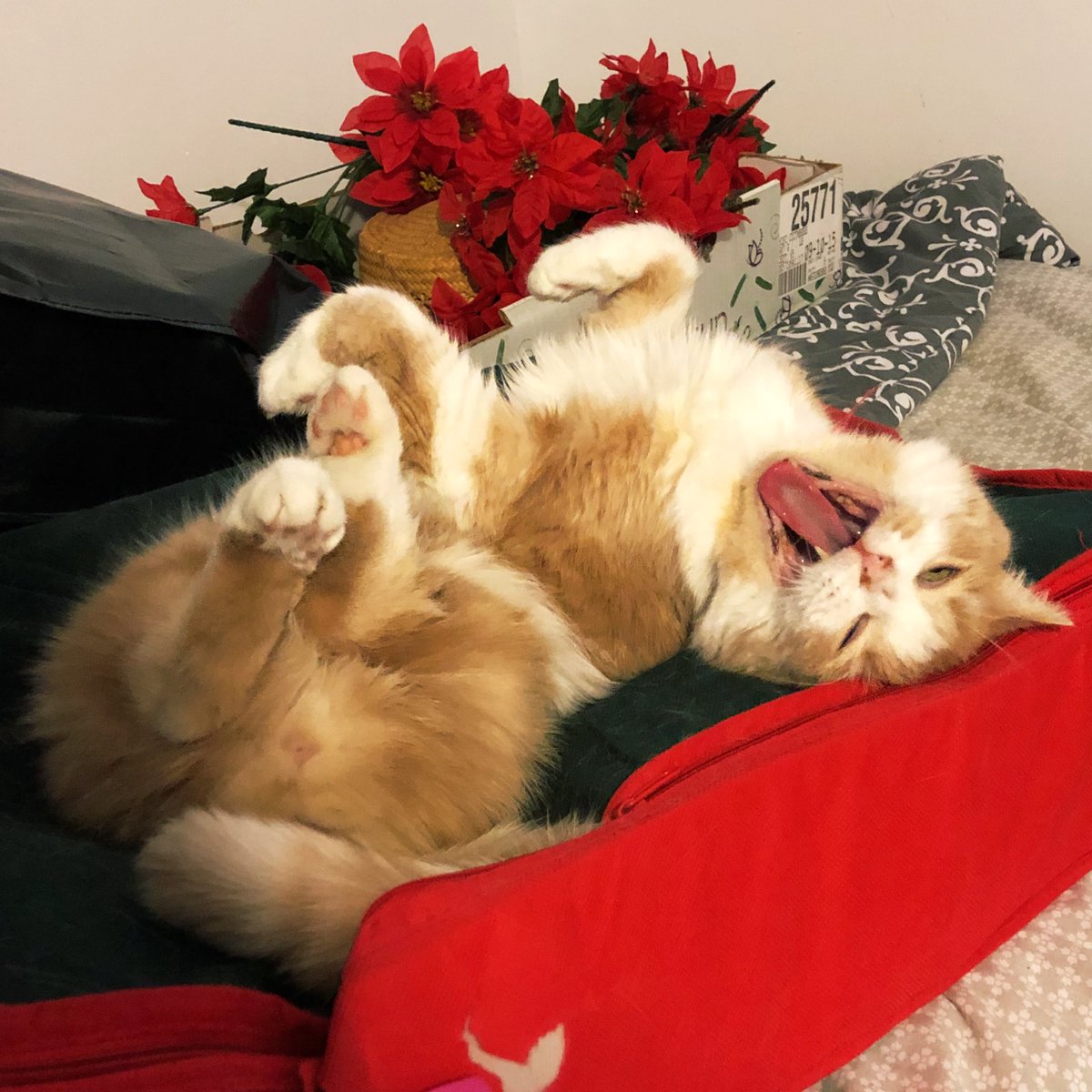 jon_roach1's tweet image. Oh yeah I forgot to post my cat Trypp! Its not social media if you don’t post cat pictures right! #trypp #CatsOfTwitter