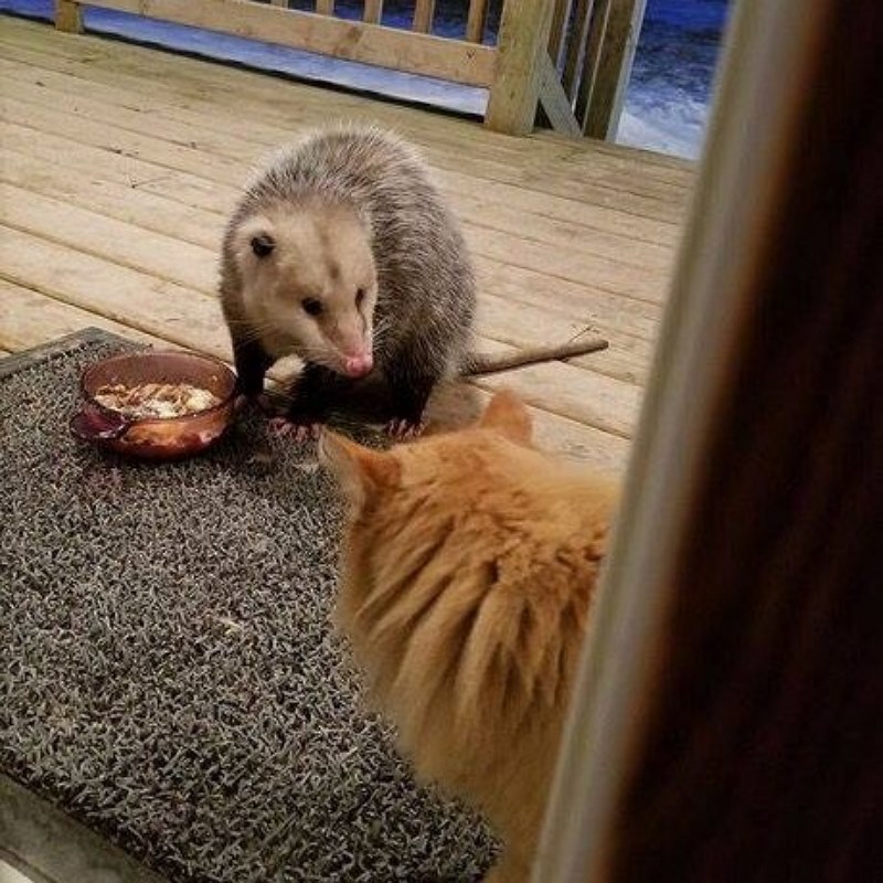 猫が外で餌を食べていた結果？ネズミに奪われた!