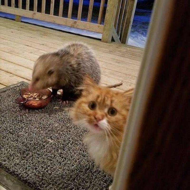 猫が外で餌を食べていた結果？ネズミに奪われた!