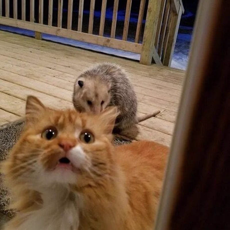 猫が外で餌を食べていた結果？ネズミに奪われたwww