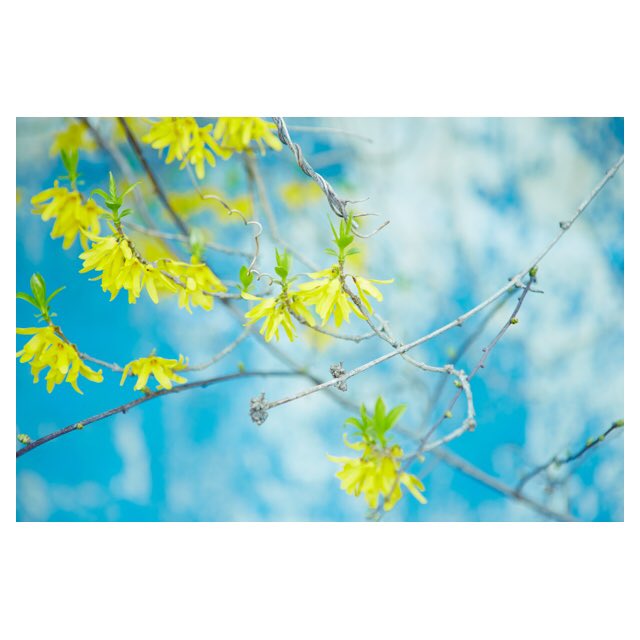 ROARSORIGINAL's tweet image. 今日も快晴ですね〜！
本日もお昼12時から夜9時まで通常営業させて頂きます！
ご来店・ご注文お待ちしております。
roars.jp/shopping/12ssg…
#roarsoriginal
#yamahasr
#springride