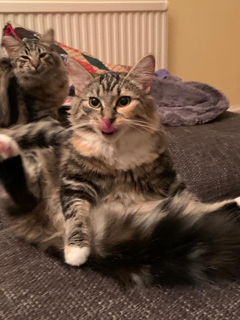 susanjrodgers1's tweet photo. Excuse me ! You disturbed my beauty regime.
#CatsOfTwitter #cat
@AlisonL43733634 https://t.co/lSvMFYUQVz