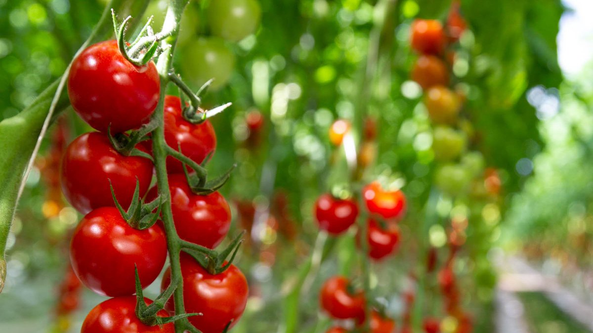 Summertime all the time! 😎 #wegrowyearround