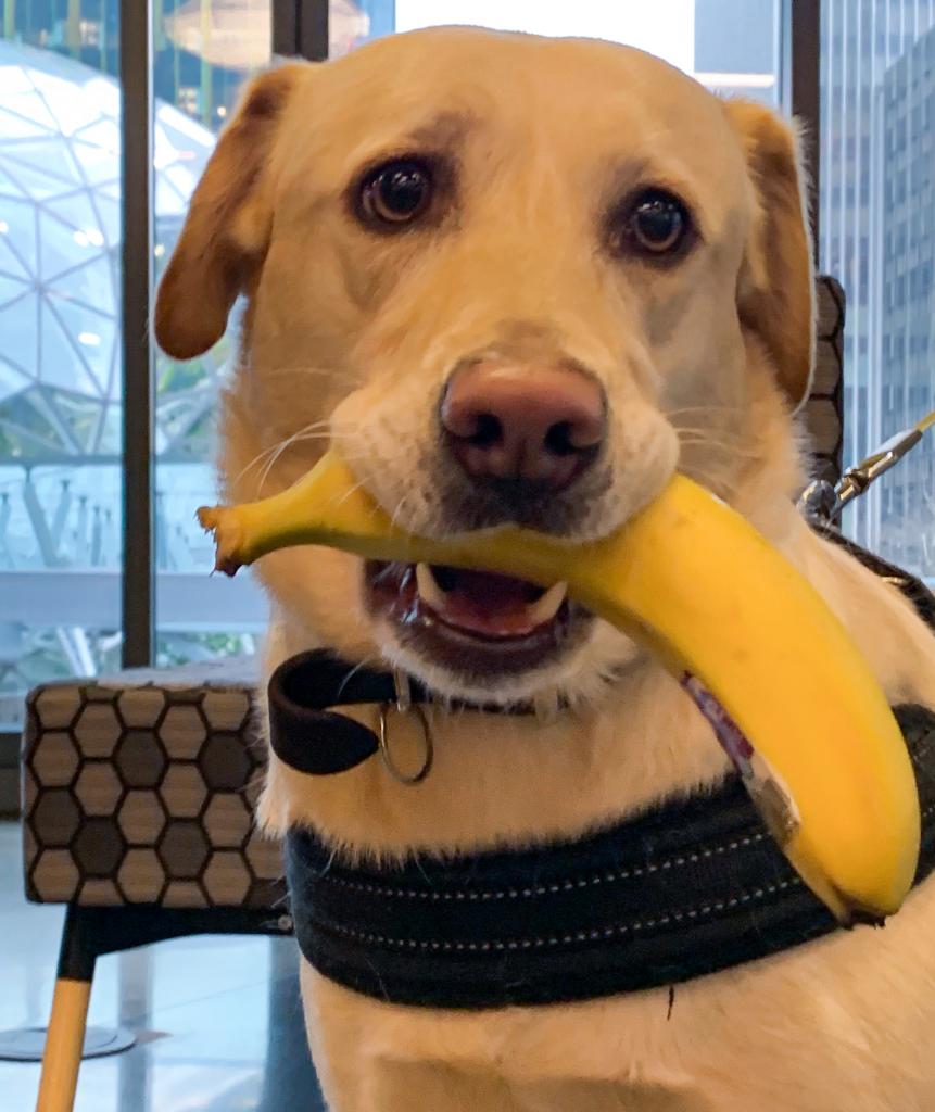 amazonnews's tweet image. Every day is take your dog to work day. 🐶 #DogsOfAmazon