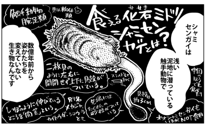 『桐谷さん ちょっそれ食うんすか!?  』8巻料理紹介 ①「ミドリシャミセンガイのあおさ汁」数億年間形を変えない食べる化石、太古のロマン感じる一杯。amazon→https://t.co/ngaM3vtelw … 