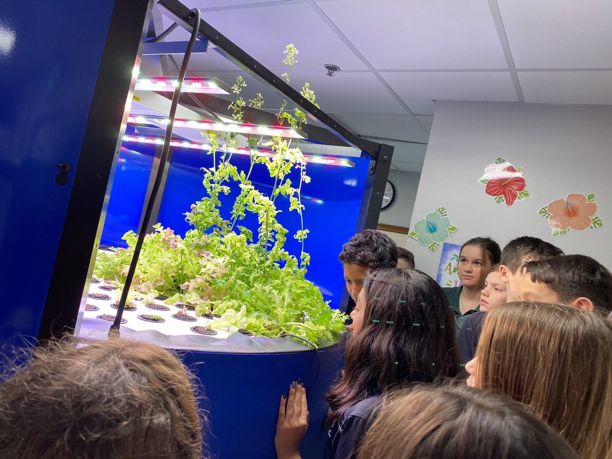 #PCGrade6 students are tending to their fish and crops in the aquaponics tank during #PCScience class. The students are growing 6 types of lettuce to observe and learn about plant growth and sustainable ways of producing food! #PCMiddleSchool #PCCuriosity
