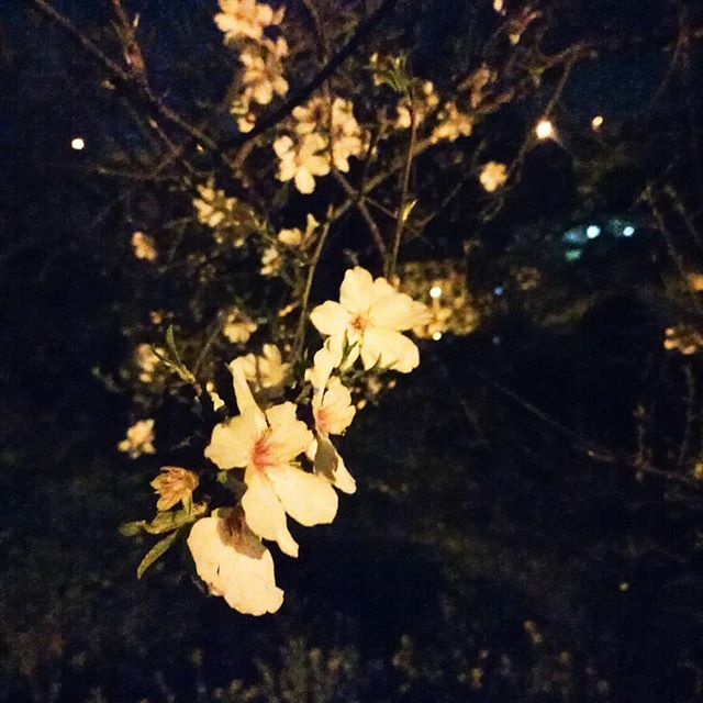 magdalenanderas's tweet photo. Almond blossoms in the night. Doftar ljuvligt när jag går kvällspromenaden för att söva lillen.
#mandelträd #mandelblom #cypern #cypernimitthjärta #limassol #ljuvligating https://t.co/2YdePzptbX