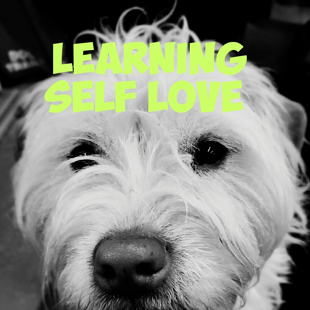 RunByDogsLLC tweet picture