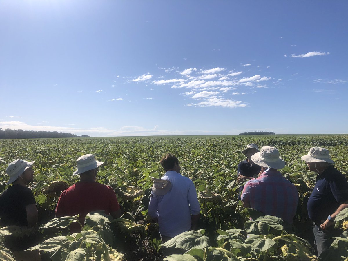 diecolli's tweet image. Gracias @advantaseedsarg por mostrarnos lo que se viene .. muy bueno todo... Apostando al girasol !! @guigue1963 @Grupo_LosGrobo