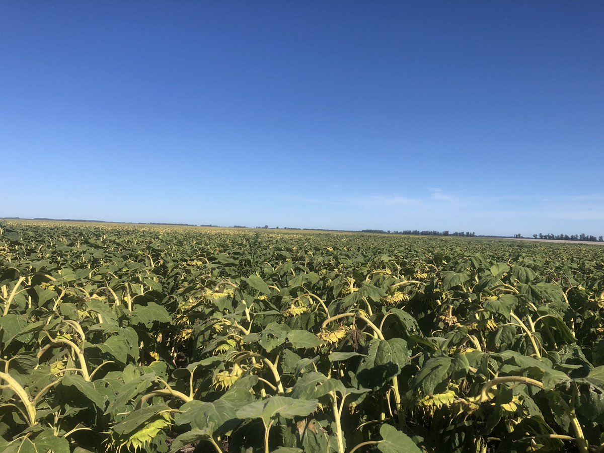 diecolli's tweet image. Gracias @advantaseedsarg por mostrarnos lo que se viene .. muy bueno todo... Apostando al girasol !! @guigue1963 @Grupo_LosGrobo