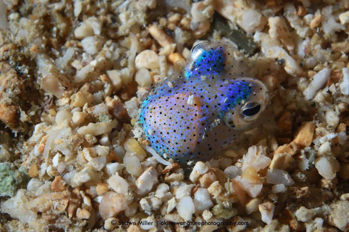 Switch4Nature's tweet photo. The Hip-squid
A Bobtail Squid (Sepiola parva) hiding in the sand. It’s face resembles a baby hippopotamus.
Location: Okinawa-Japan #octonation #cephalopod #squid #scubadiving #scuba #sola1200 #nauticamhousings #ysd2 #lightandmotiondive #lmlightlife https://t.co/vDUGVq3Eyt