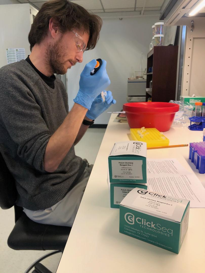 AndrewRouth's tweet photo. Testing the first Poly(A)-ClickSeq kits! 

Going to be evaluating conservation of alternative polyadenylation among different drosophila species.

Developed by @ElaJaworski and with thanks to @utmbhealth for support with a Technology Commercialisation Project grant.

#clickseq https://t.co/Mt10Q98dJc