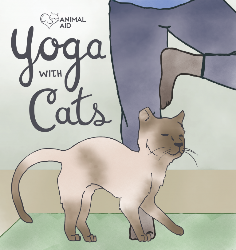 AnimalAidPDX's tweet photo. We have one opening left for the March 15 Yoga with Cats! Don't delay; sign up today! https://t.co/bRde0yjIgf https://t.co/etCWPEIOrY