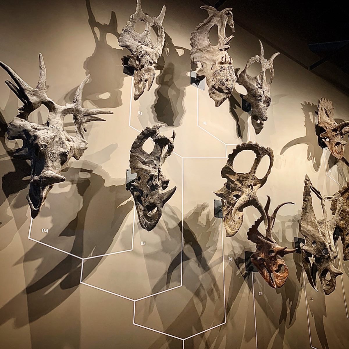 LucyRoberts_NHM's tweet photo. It’s me! @NHMU is a gorgeous museum, the dinosaur displays are so cool, take a look! I’ve had a great week scanning all the reptile vertebral columns 🦖🦕🐊🦆🦎 @Artec3DScanners @CentralScanLtd https://t.co/W5ExcQOznQ