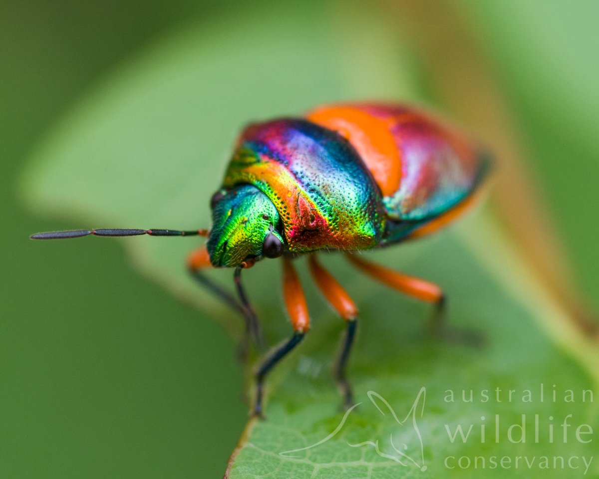 Australian Wildlife Conservancy On Twitter A Life Full Of Colour Australia Is Home To Some Truly Dazzling Insects Among Them This Vibrant Jewel Bug Spotted By Awc Ecologists Surveying