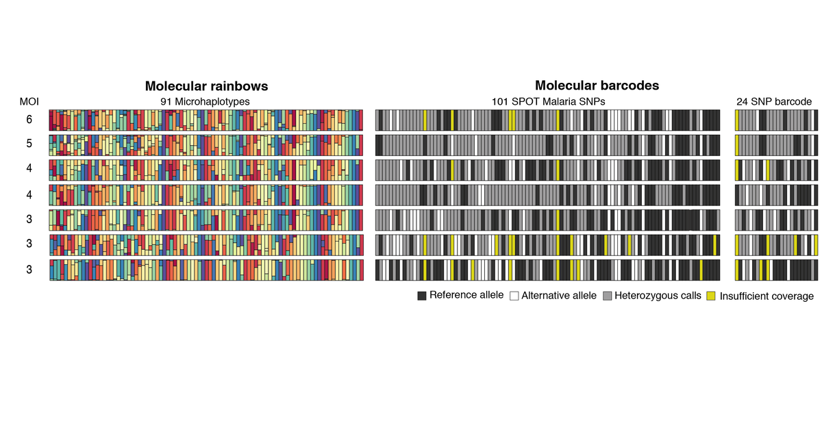 bgreenhouse1's tweet photo. Notoriously hard to use SNP or WGS data from polyclonal malaria infections to inform transmission. Microhaplotypes improve on both, for a fraction of WGS cost. Make rainbows not barcodes; celebrate genetic diversity! @sofoniaskt @nj_hathaway  https://t.co/g0JdnT37N5 https://t.co/IjshWAyt65