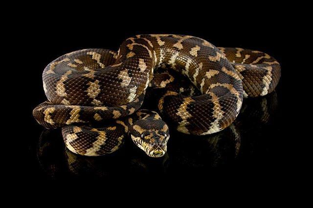 EBMorelia's tweet photo. This is Dore’. She is an Mpenn production. She is an 06 and still going strong. For all those Papuan carpet fans out there that have animals from GQ/Mpenn animals, she is the dam. She produced my very first clutch and she is an MI pro. She will always ha… https://t.co/Vb5qzYEeWy https://t.co/9HOsYgkkOB