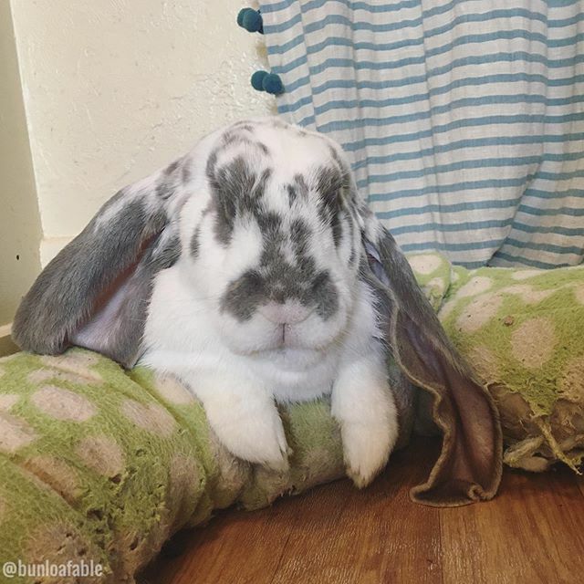 Bunloafable tweet media