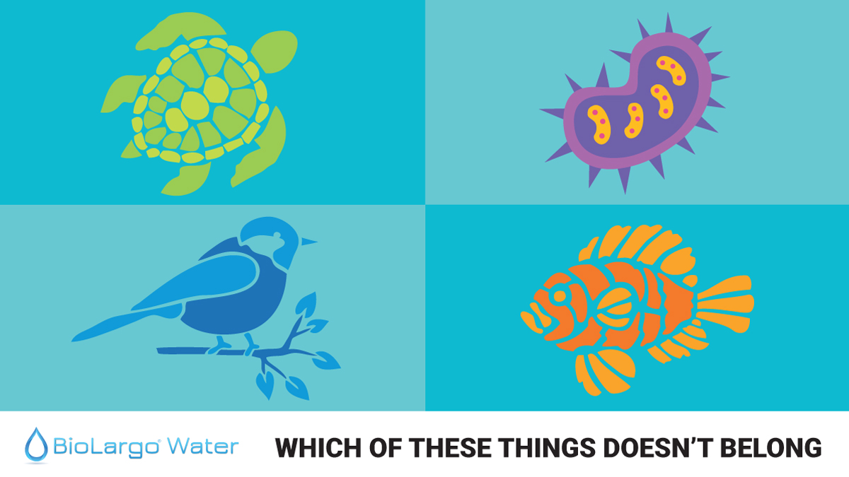 BioLargoWater's tweet photo. You know what doesn’t belong in our water? Viruses, bacteria, antibiotics, and pharmaceuticals. Now you can invest in a new clean water tech that eliminates them all at https://t.co/R0x66aqiRX #WaterWorksFund #impinv #philanthropy #socialimpact #waterpollution #publichealth https://t.co/UN7h6Vetdh