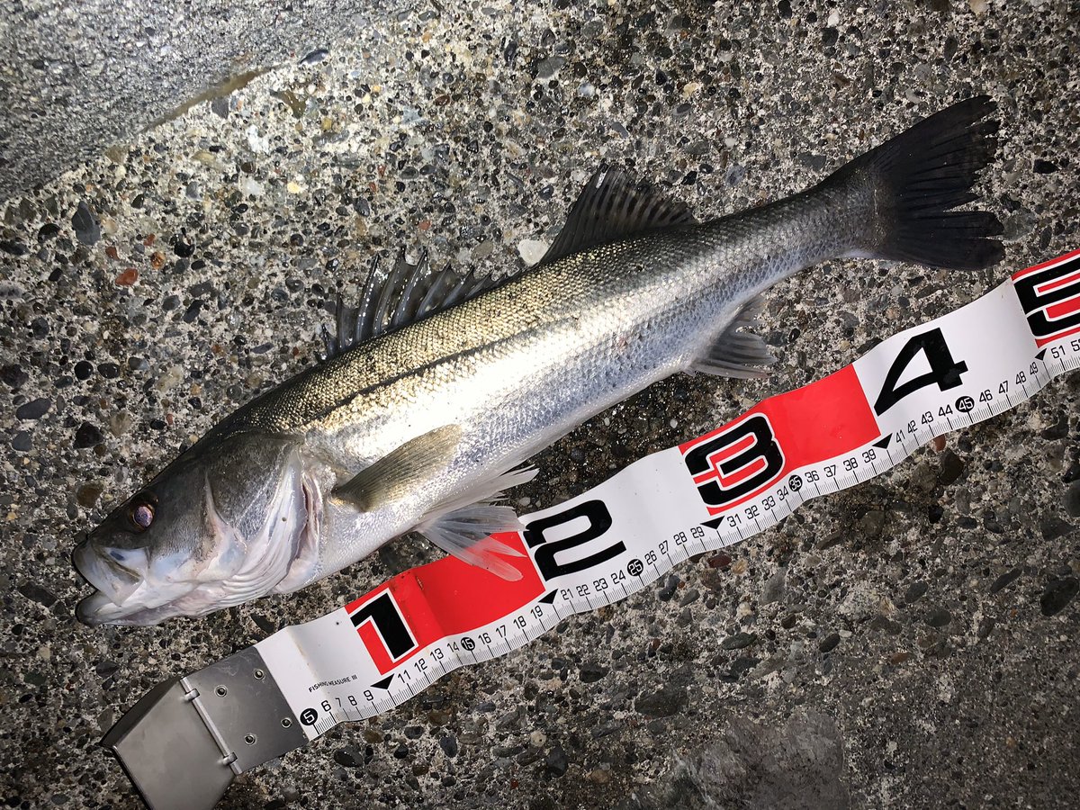 usageccyu33's tweet photo. 昨夜も浜名湖シーバスへGO！
今シーズン初のランカーキター！！！
93cm含め、51cm、65cm、41cmの4本キャッチ☆（オールリリース）

、、、久々に震えたっす！

もぅ2年分のラッキー使い切った感。。

#浜名湖シーバス https://t.co/lCwdSPGLms